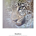 Hahnemühle Bamboo - 290gsm